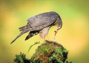 MARK ELLIS - Lunch time for a Sparrow Hawk
